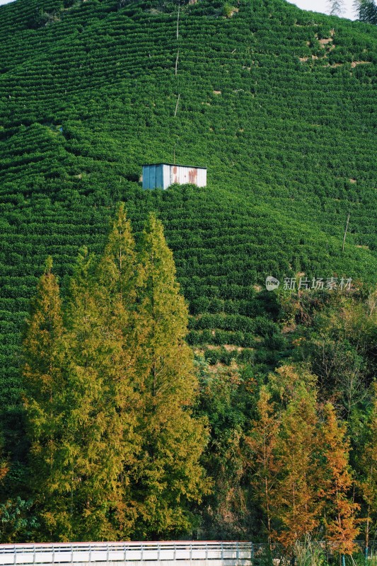 森林小屋