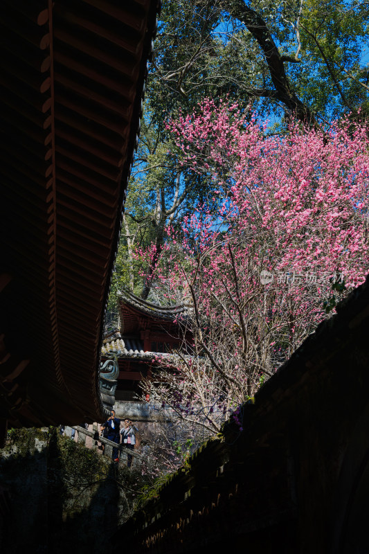 古建筑旁盛开的粉色梅花