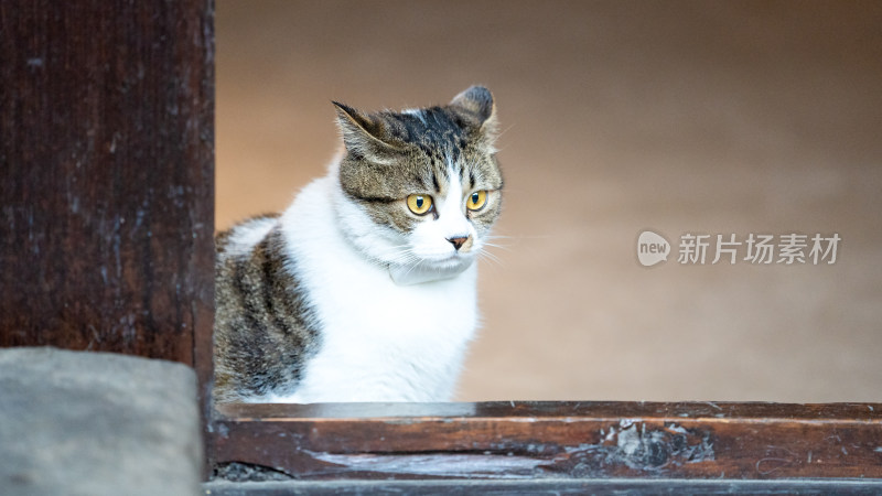 门槛边的小猫