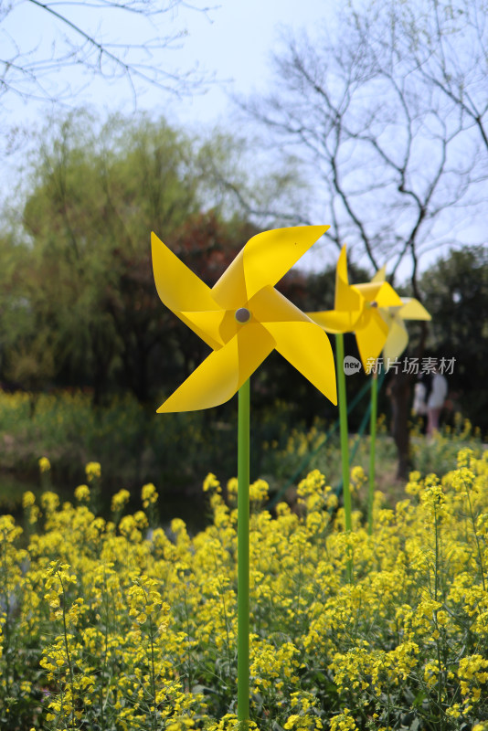 公园里油菜花海里的黄色风车