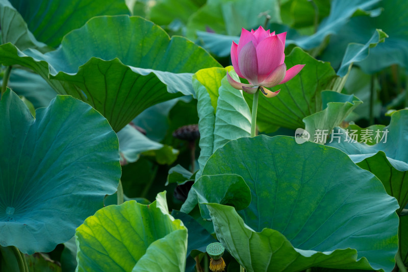 夏日池塘荷花