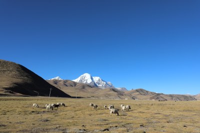 中国西藏雪山下的羊群