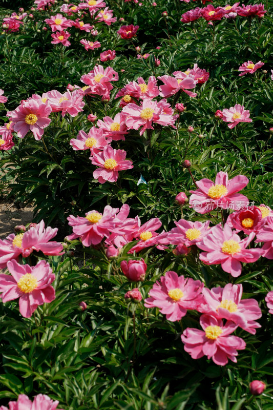 北京国家植物园芍药