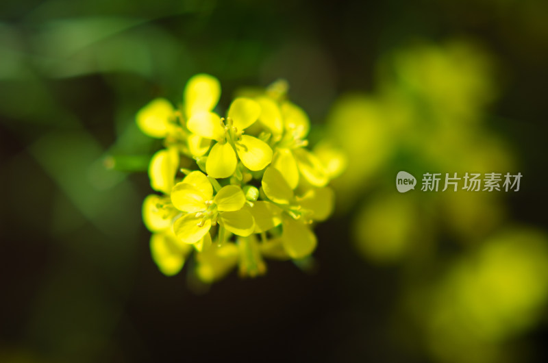 黄色油菜花小花微距特写