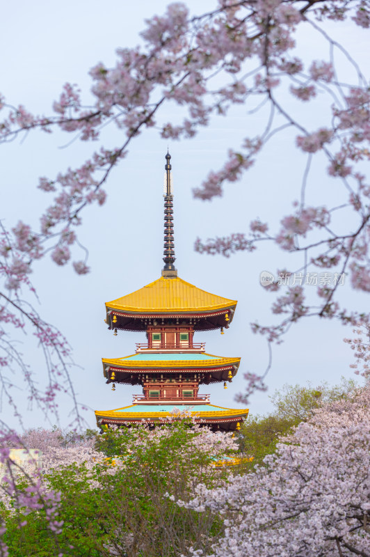 武汉东湖磨山樱花园樱花盛开