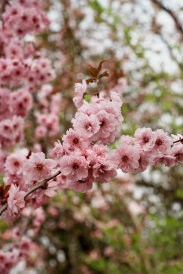 北京元大都公园桃花树桃花