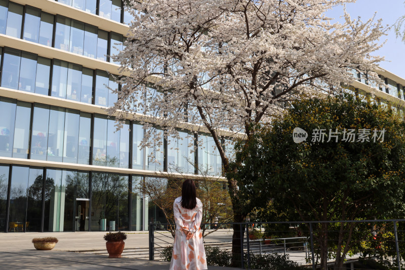 杭州阿里巴巴站在樱花树下的女人的后视图