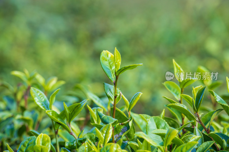 惠州柏塘绿茶茶园清晨时分茶树上的新鲜嫩芽