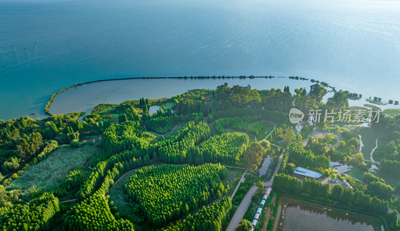 盛夏时节的晋宁南滇池国家湿地公园