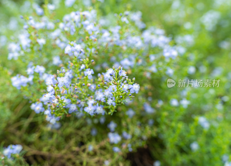 紫花植物蓝蓟