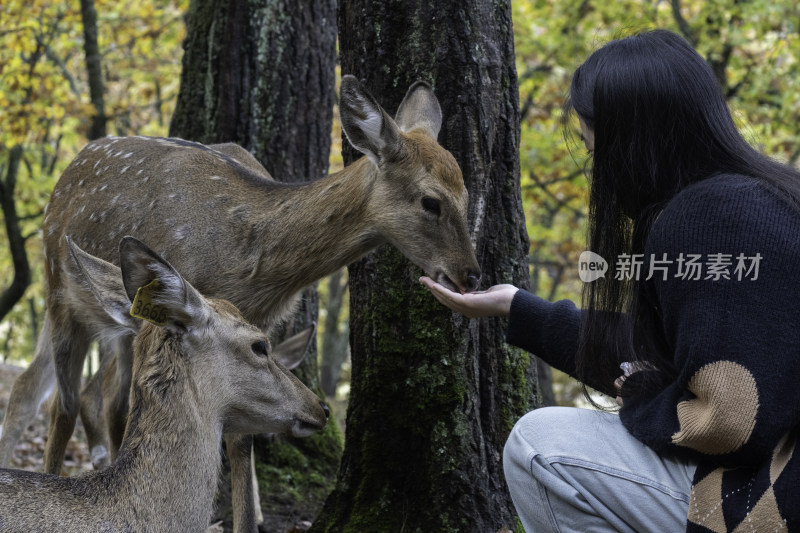 女生投喂梅花鹿