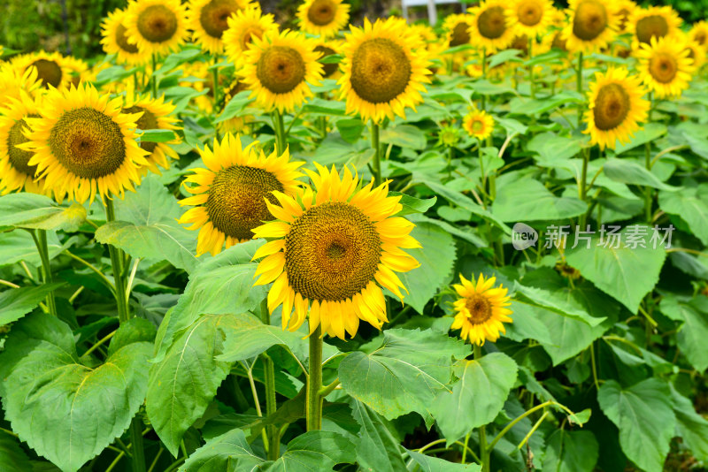 美丽田野田园太阳花葵花花朵向日葵