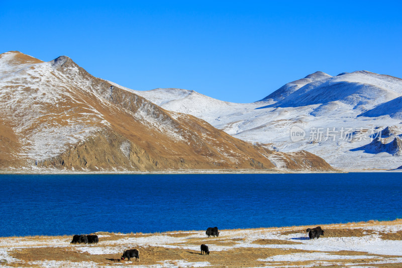 中国西藏羊卓雍措湖羊湖冬季雪景