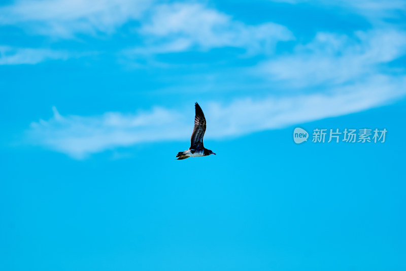 蓝天中飞翔的海鸥
