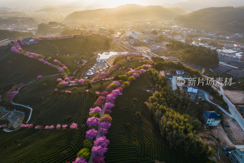 福建龙岩永福台品樱花茶园