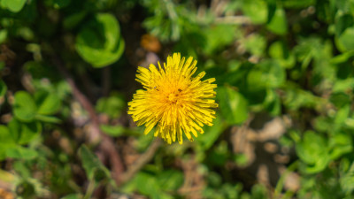 蒲公英花开花