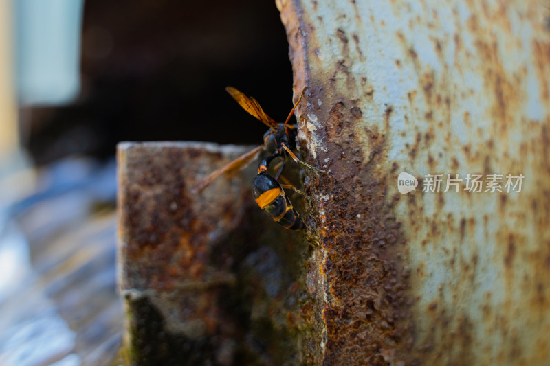 生锈管道上的黄蜂马蜂