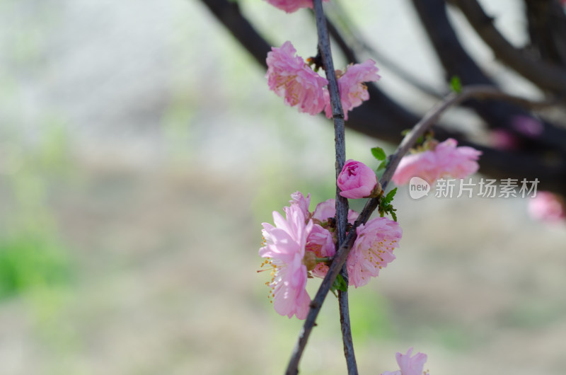 几枝榆叶梅花枝特写