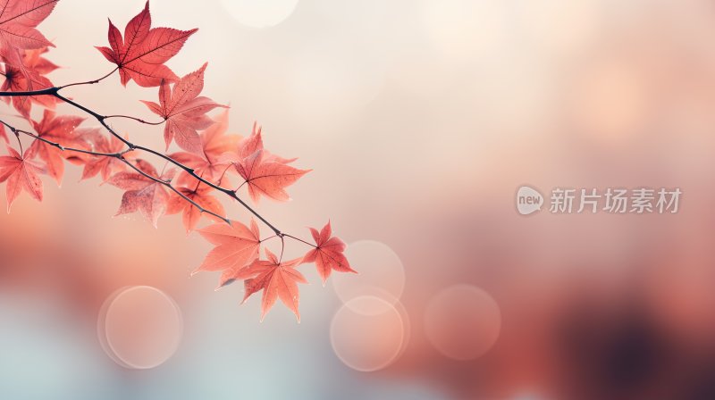 秋天唯美枫叶枫树背景
