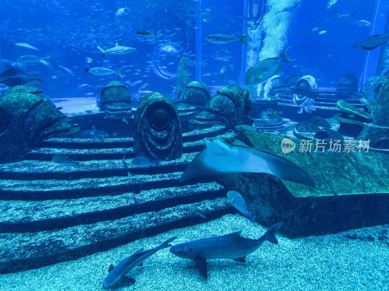 海南省三亚亚特兰蒂斯酒店的水族馆