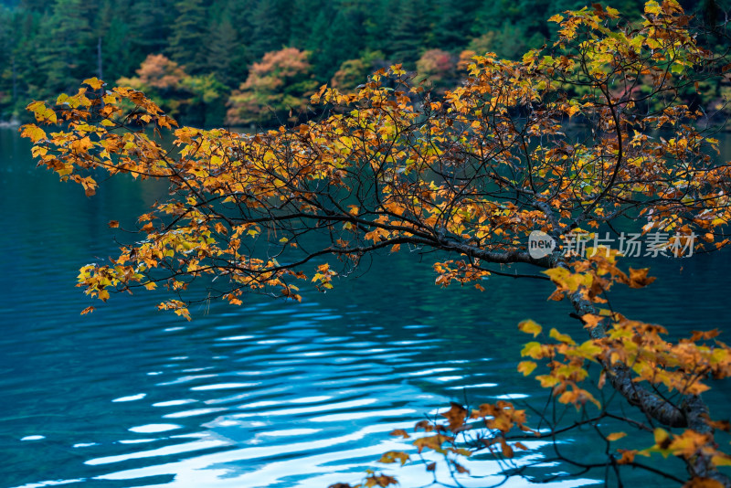 秋天九寨沟湖边的红叶