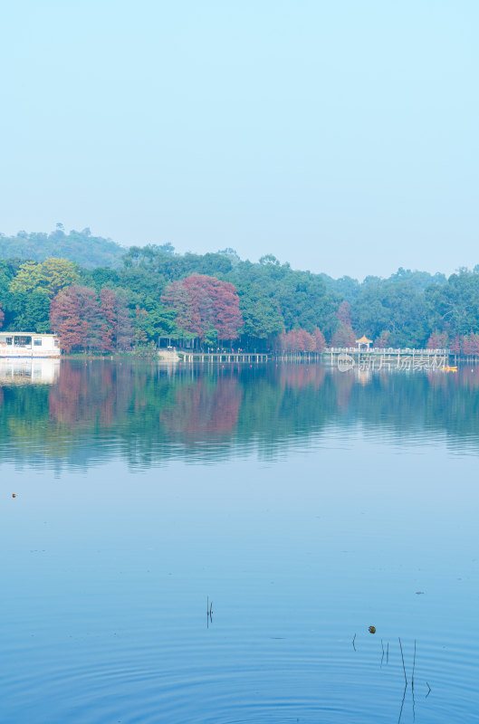 广州麓湖公园湖光山色落羽杉红叶自然风光