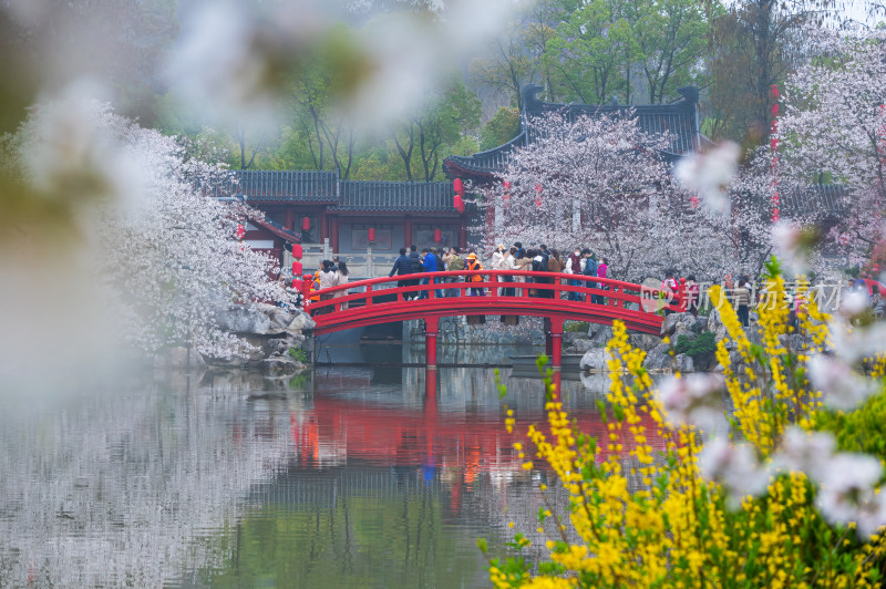 武汉东湖磨山樱花园樱花盛开