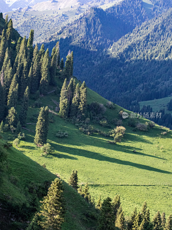 夏天新疆伊犁的草原森林自然风景