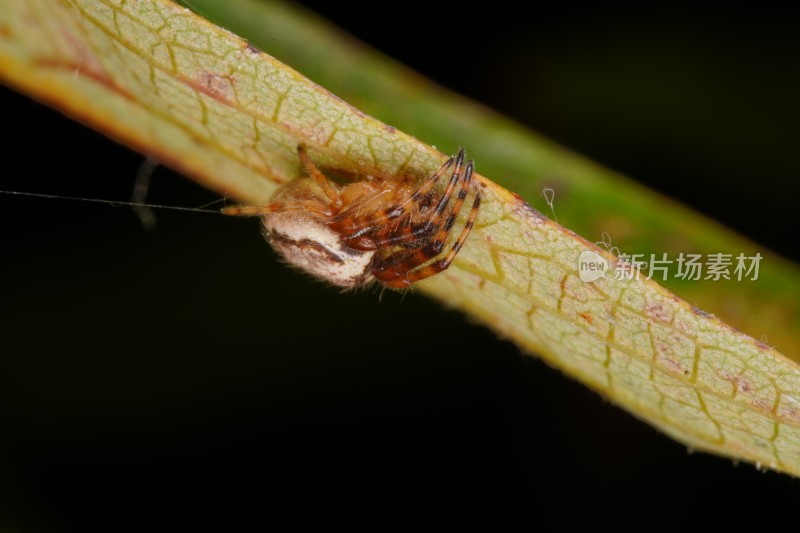 植物上的蜘蛛微距特写镜头