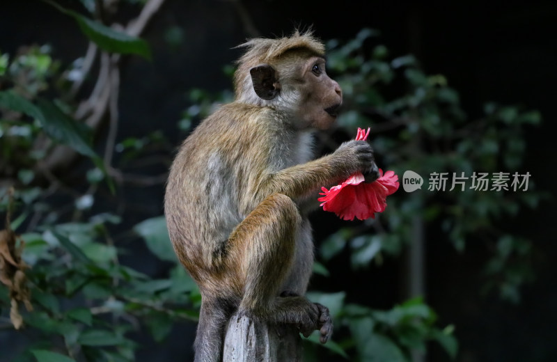 一只猕猴恒河猴正在吃手里的红花