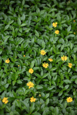 蟛蜞菊、路边菊、野菊花