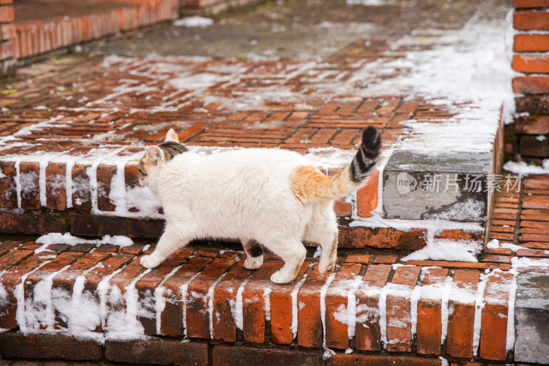 冬季白猫在红砖台阶上行走