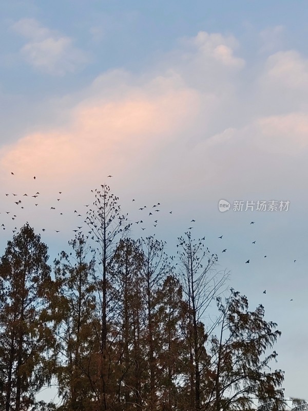 树梢飞鸟与天空云彩景象