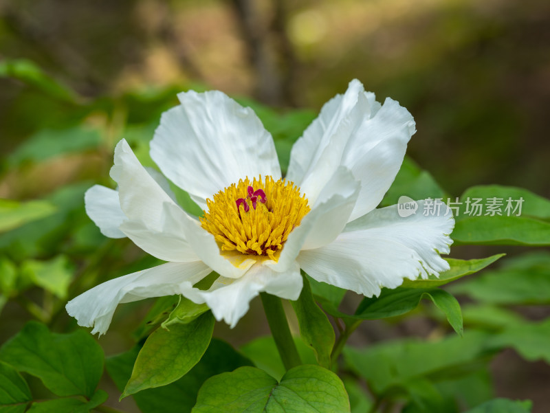 春天的白色牡丹花特写