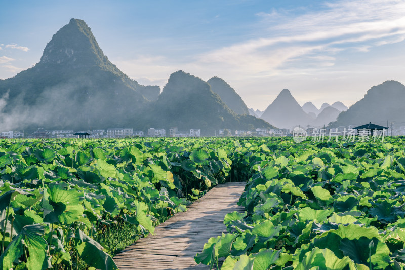 广西柳州4A级景区-百朋荷苑景区