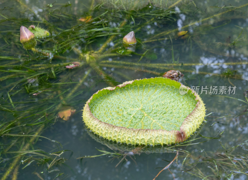 武汉植物园里的王莲
