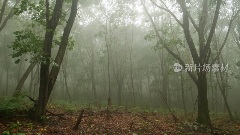 东北长白山的自然景观