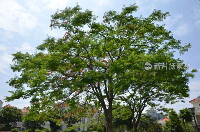 广东东莞：凤凰花开