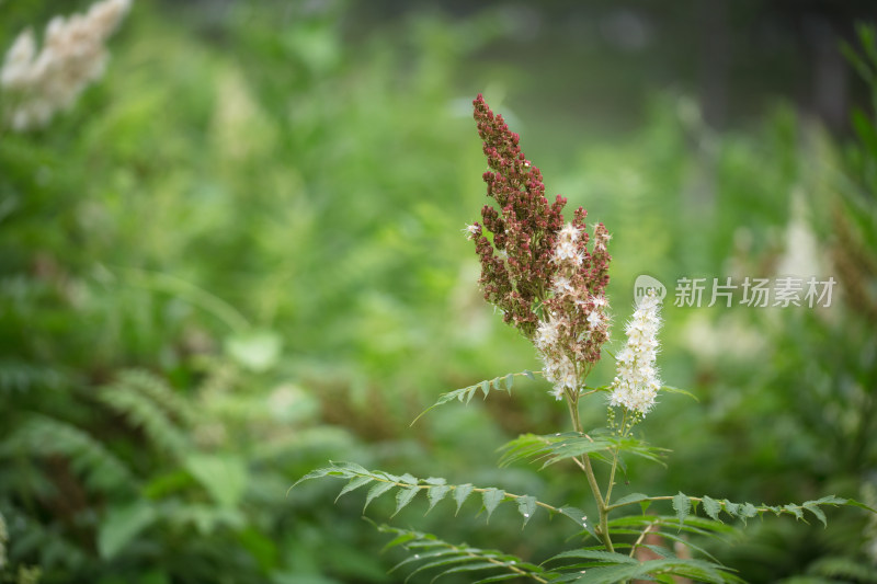 生长旺盛的珍珠梅