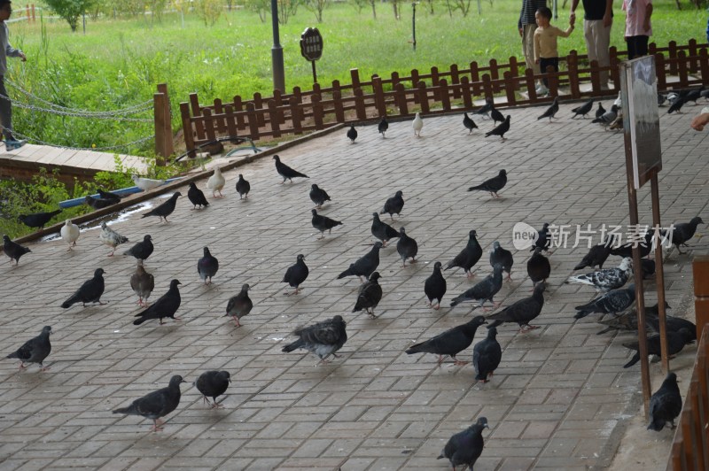 户外石板路上有许多鸽子聚集的场景