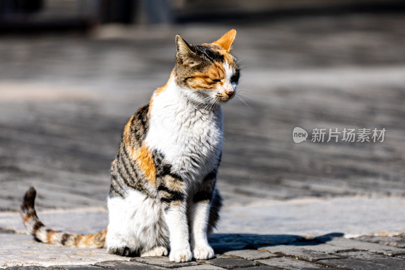 邹城孟府景区里的流浪猫特写镜头