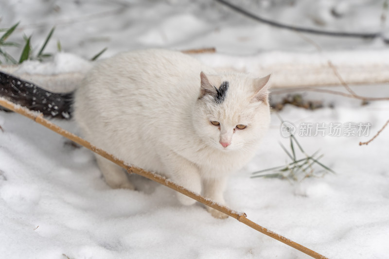 冬季流浪猫白猫在雪地