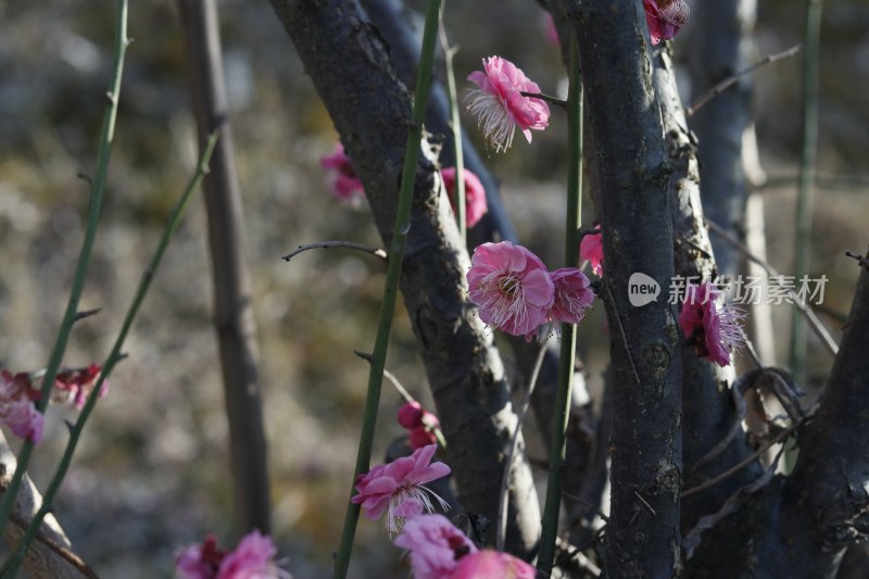 梅花 腊梅 红梅花