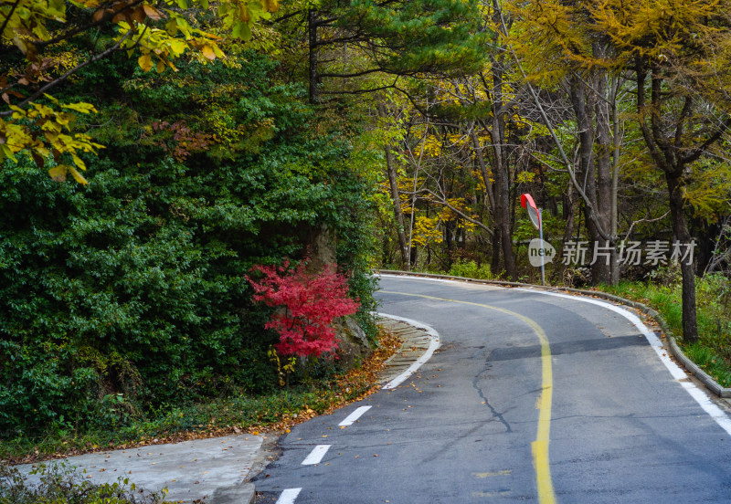 河南洛阳白云山风景区秋天的山路