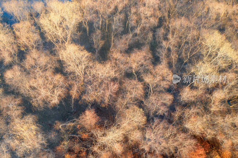 上海崇明岛西沙湿地公园秋天树林航拍风光