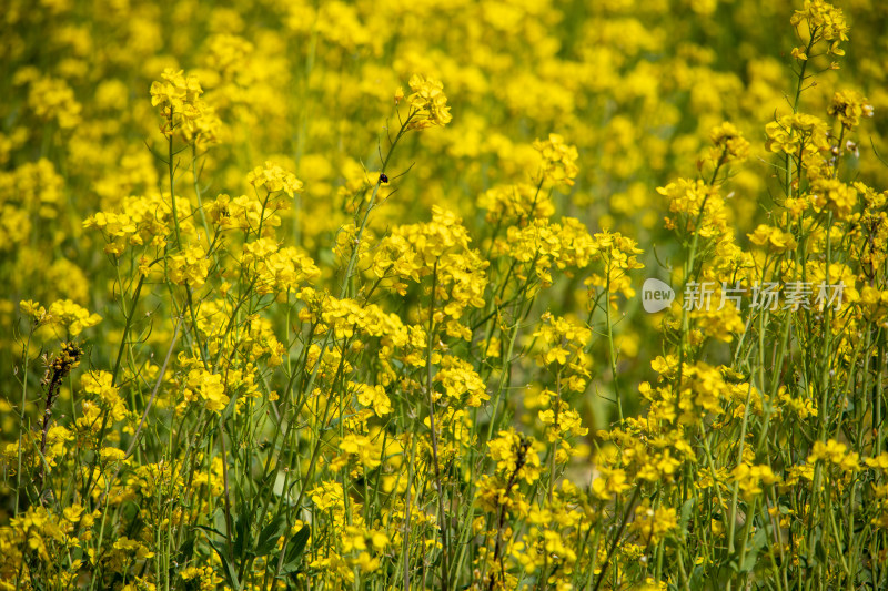 春天野外金灿灿的油菜花田金黄色花海