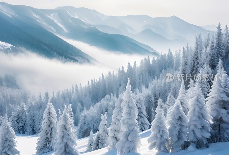 冬季森林白雪覆盖风景