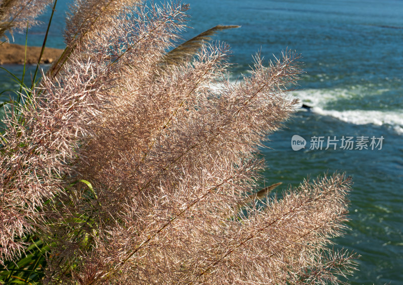 芦苇丛特写