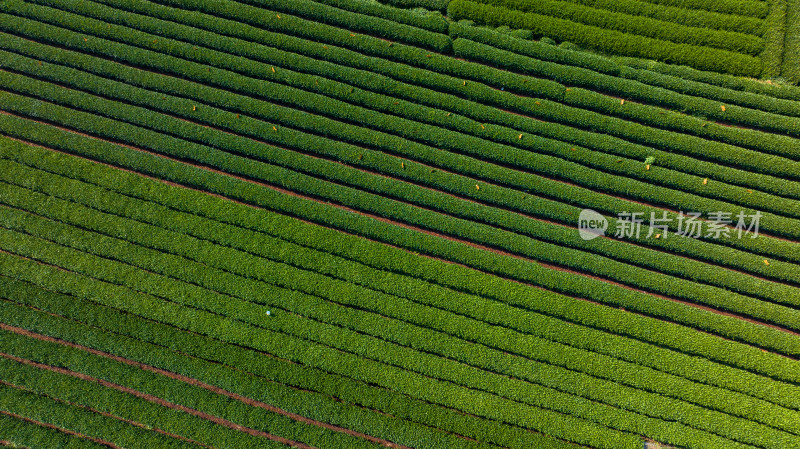 航拍杭州龙坞茶园 茶山 茶田