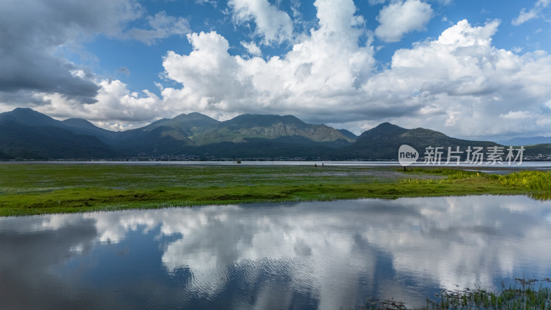 丽江拉市海湿地公园夏天的草地牛羊野鹤飞鸟